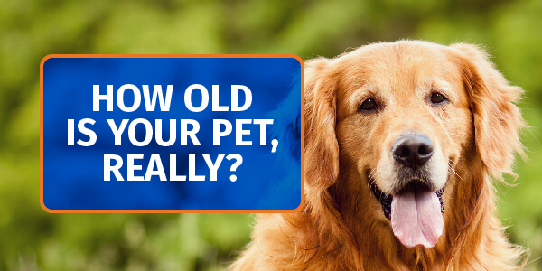 How Old is Your Pet, Really?