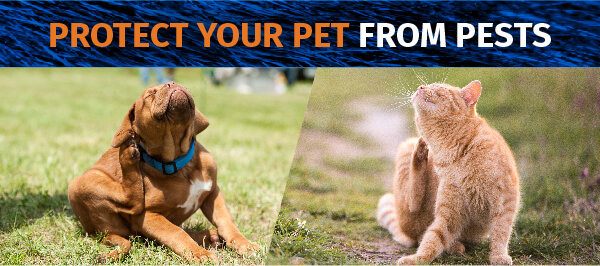 Protect Your Pets From Pests