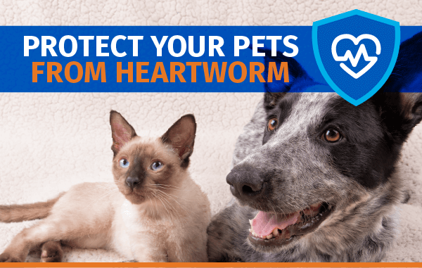 Protege a tus mascotas del gusano del corazón