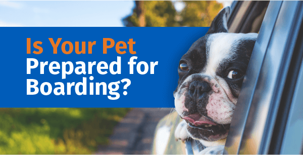 Is Your Pet Prepared For Boarding?