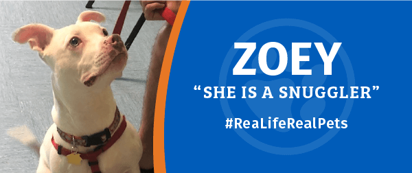 Zoey: una historia de vida real, mascotas reales