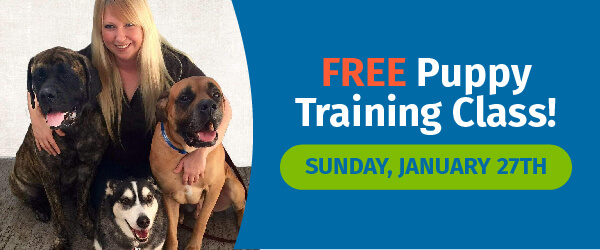 Free Puppy Training Class on January 27th | Essentials PetCare