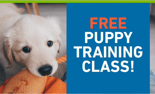 Free Puppy Training Class on January 27th | Essentials PetCare
