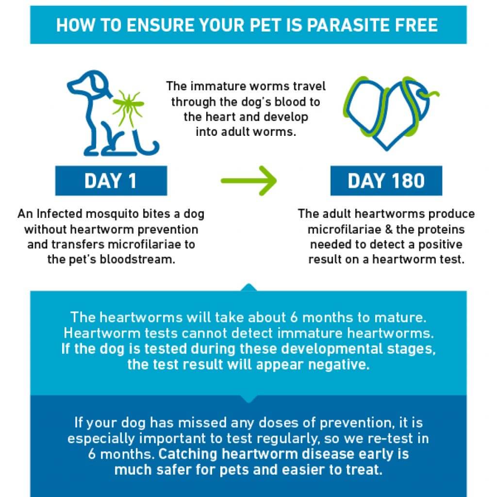 The Heartworm Life Cycle