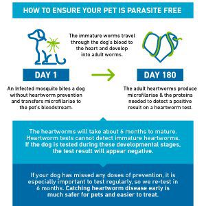 We recommend heartworm tests every 6 months - Essentials PetCare