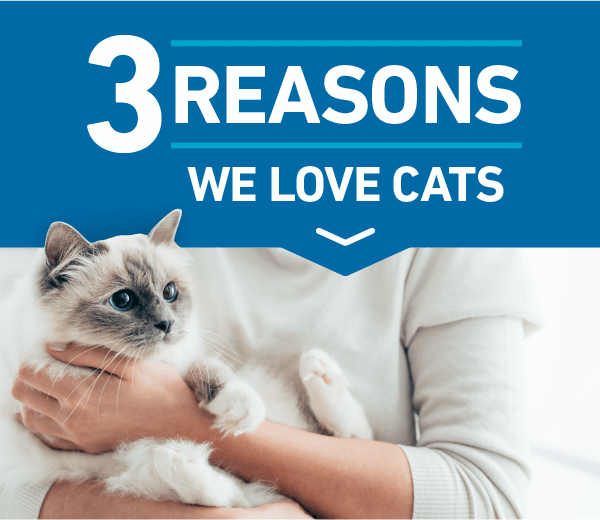 3 Reasons We Love Cats