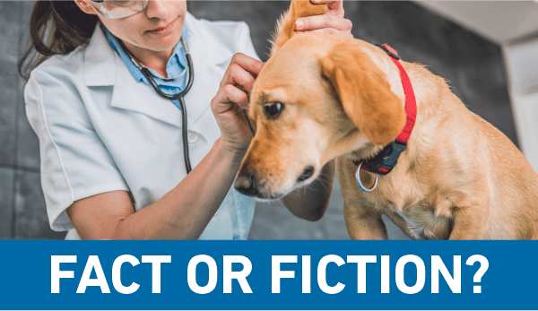 Fact or Fiction: All dogs have smelly ears