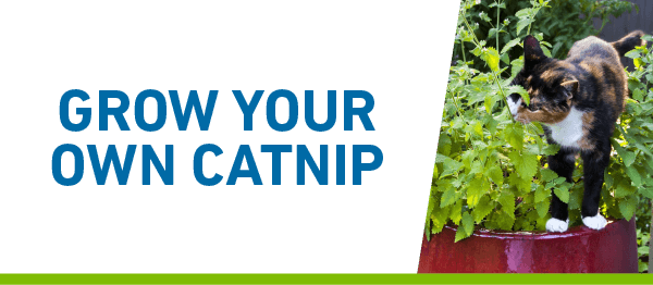 Grow Your Own Catnip