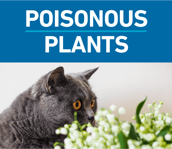 Deadly Plants for Pets