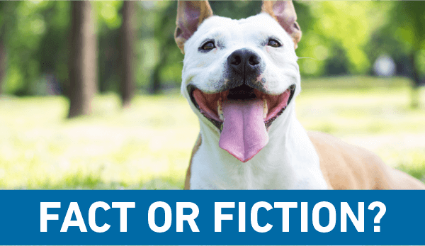 Fact or Fiction: Only outside dogs are at risk for heartworm disease.