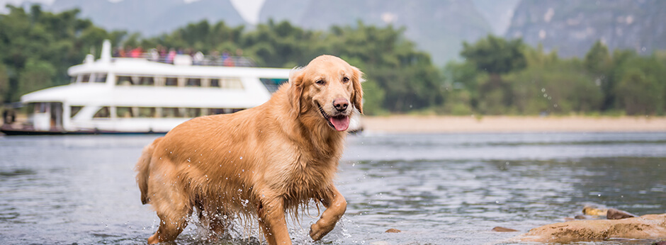 Realidad o ficción: solo los perros que nadan en los ríos corren el riesgo de contraer leptospirosis