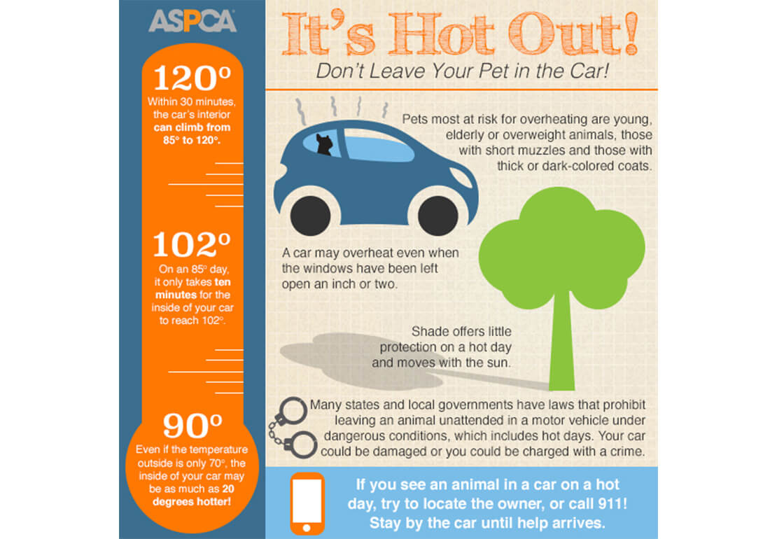 What can happen if you leave your pet in the car?