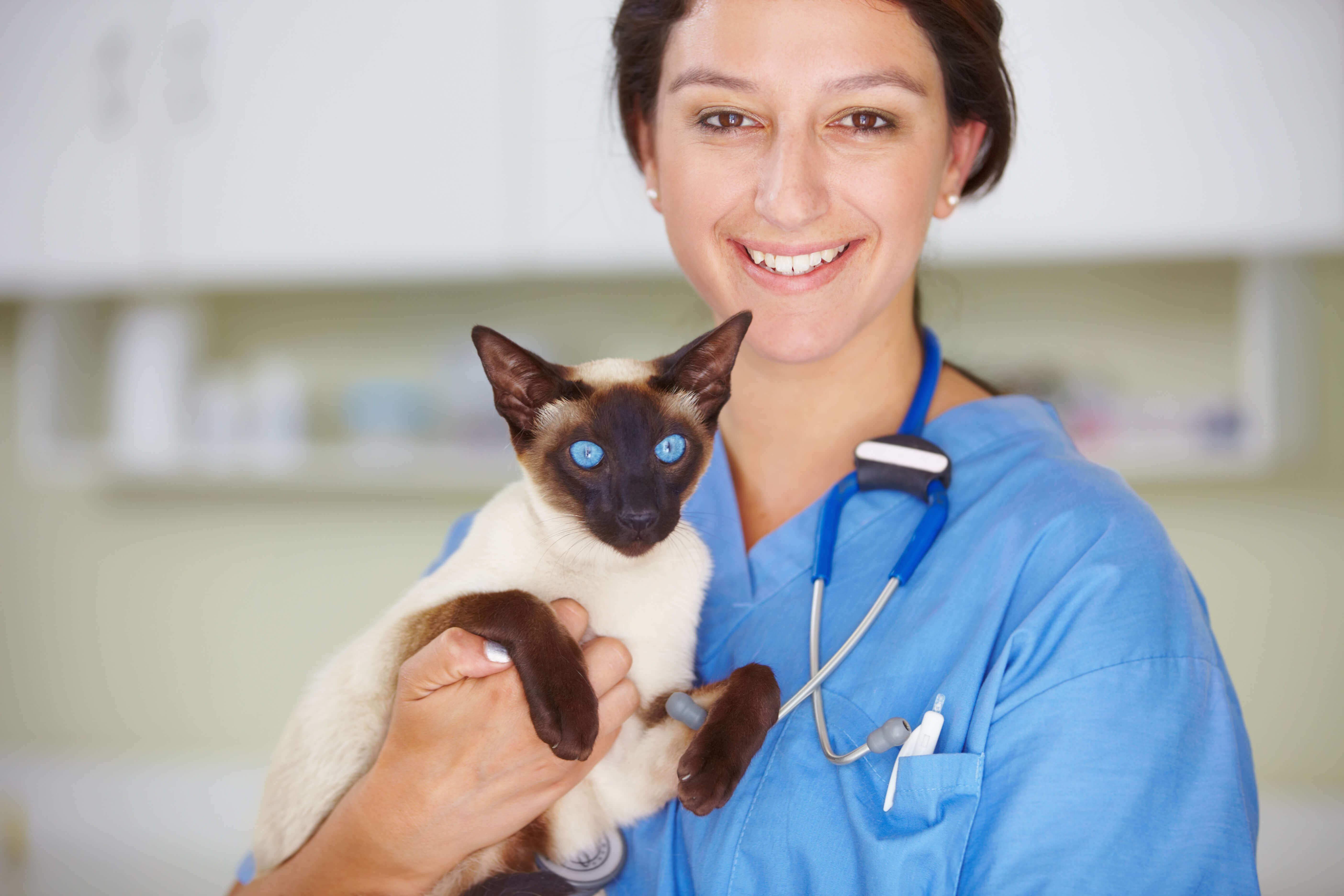 vet with a cat