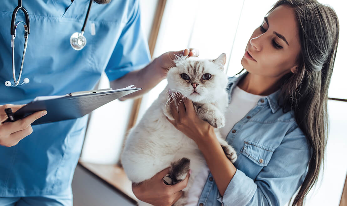 How often should cats visit the veterinarian?