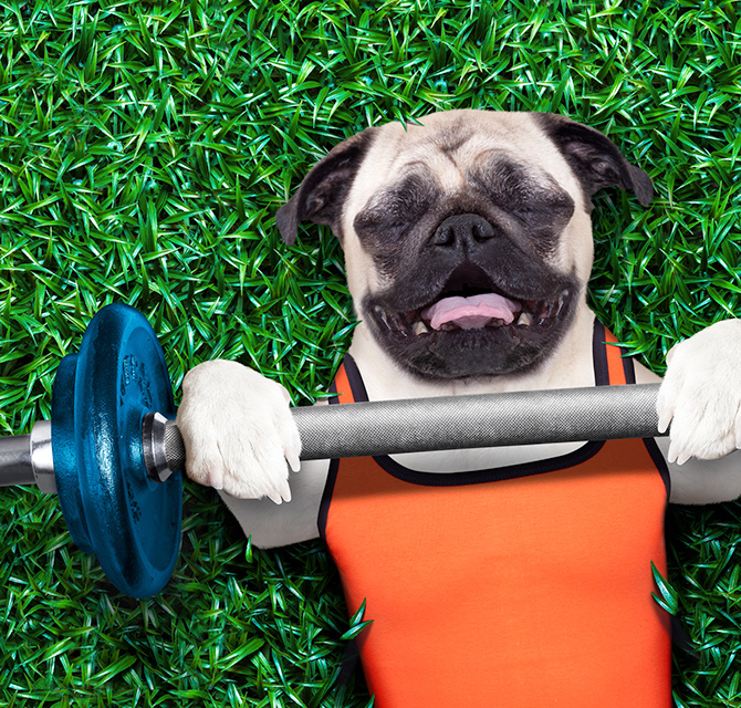 Dog Fitness