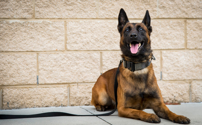 Examen de bienestar gratuito para perros militares, policiales y de servicio en las clínicas Essentials PetCare, ubicadas en Walmart, del 11 al 17 de noviembre
