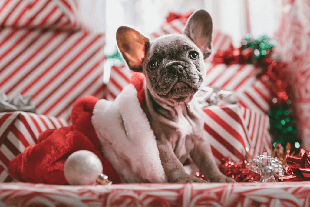Veterinarians offer tips for responsible gifting of pets during the holidays