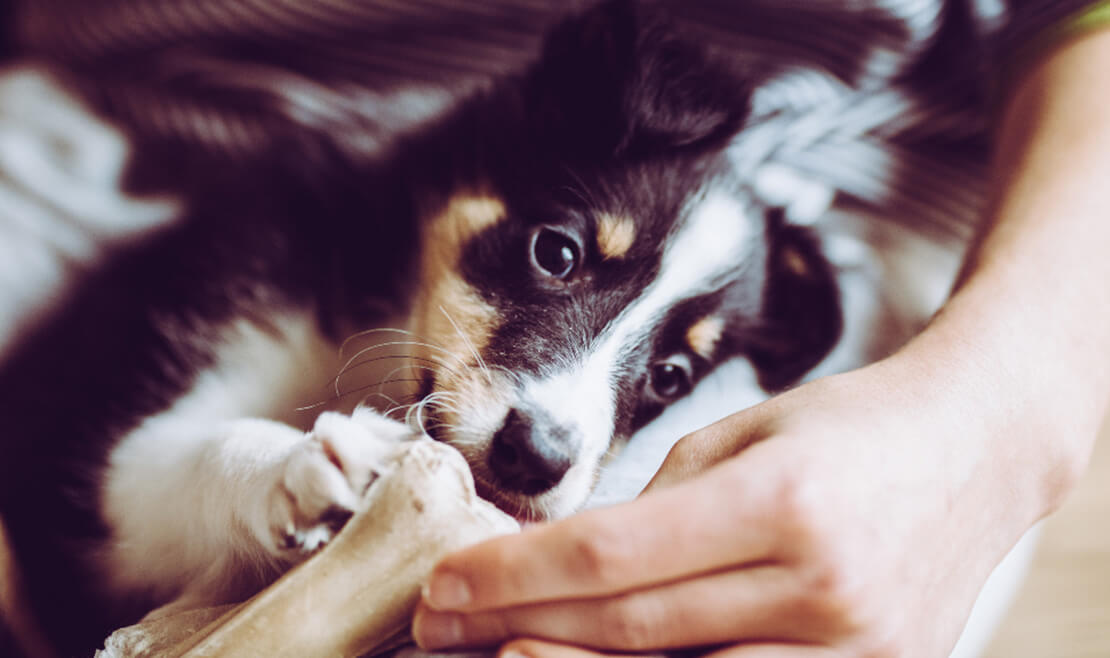 3 Simple Ways to Care for Your New Pet