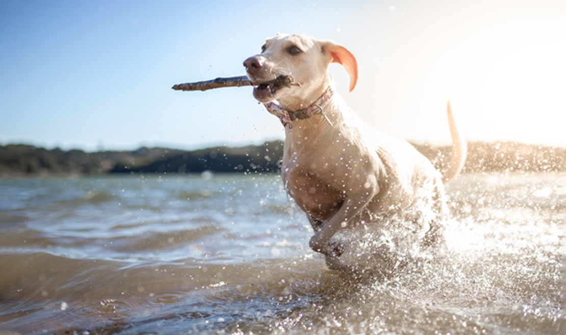 Realidad o ficción: evitar lagos y arroyos mantiene a su perro a salvo de la leptospirosis