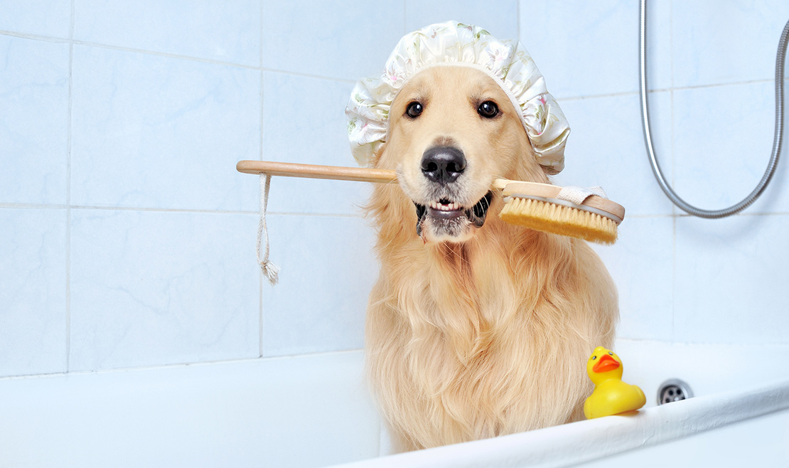 If your dog needs a bath while you’re at home, follow these veterinarian-recommended tips that