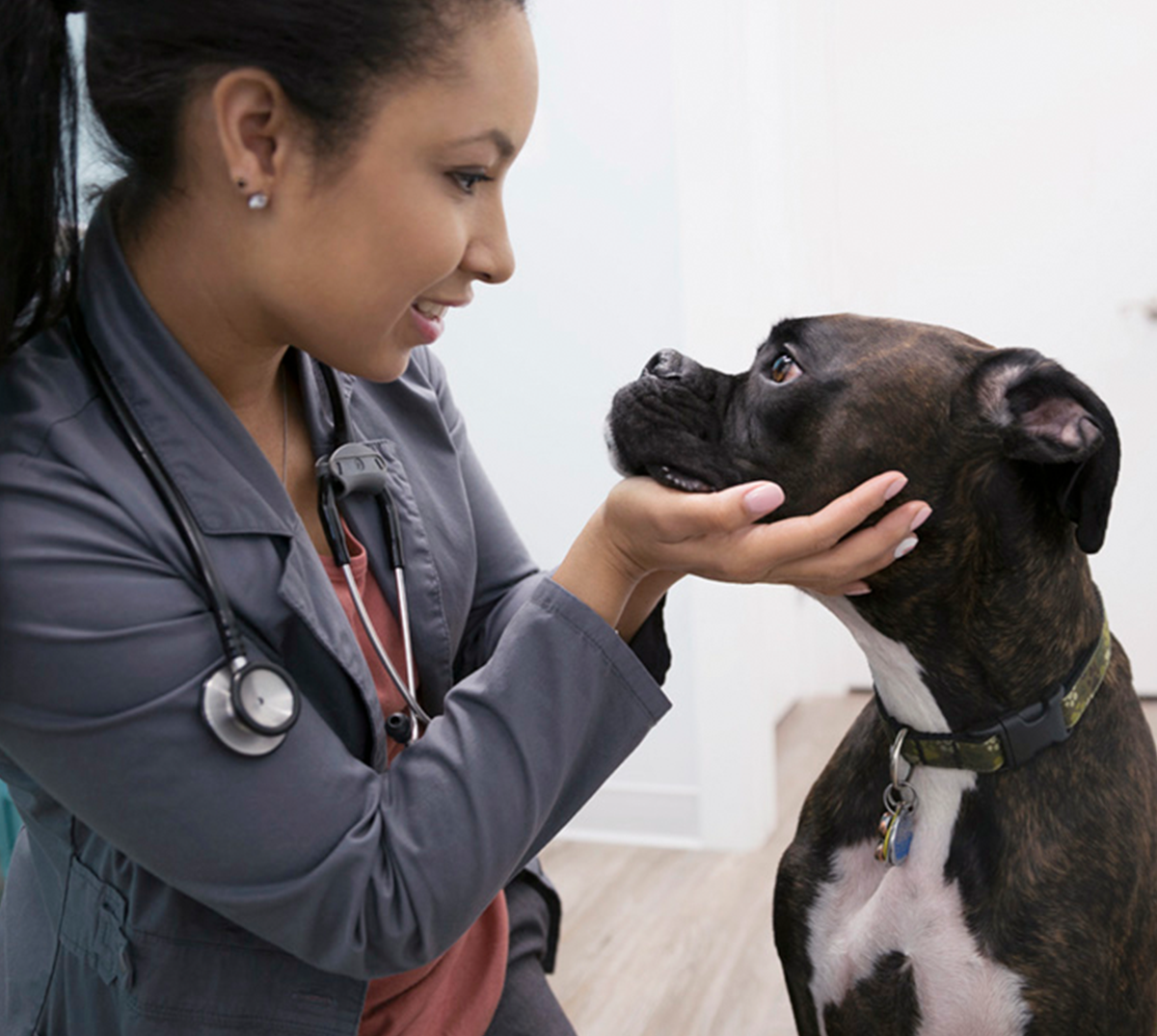 Walk-in Veterinary Clinic | Essentials 
