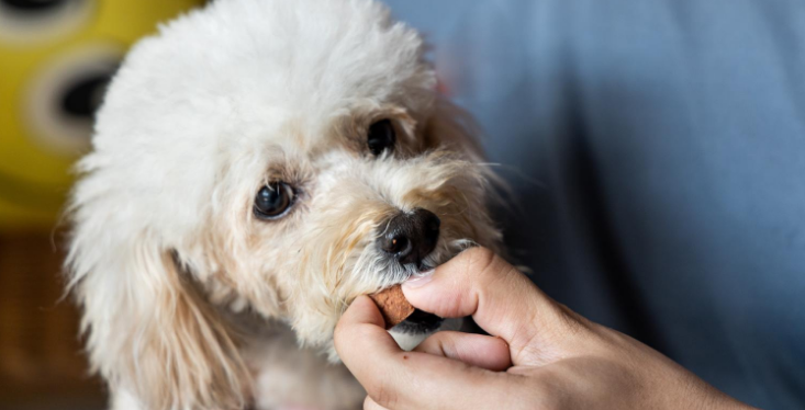 Why It Matters Where You Purchase Your Pet Meds