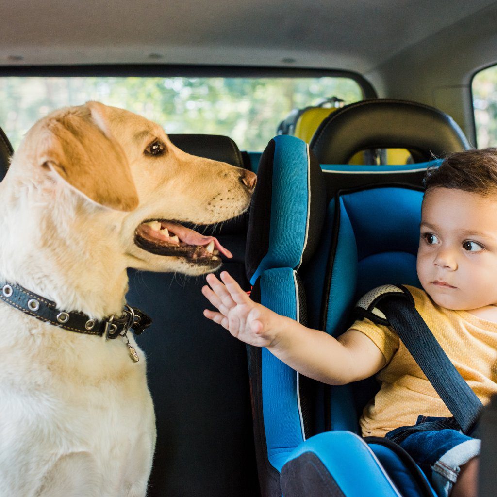 Rabies can be transmitted from pets to humans. Labrador with toddler in the care.