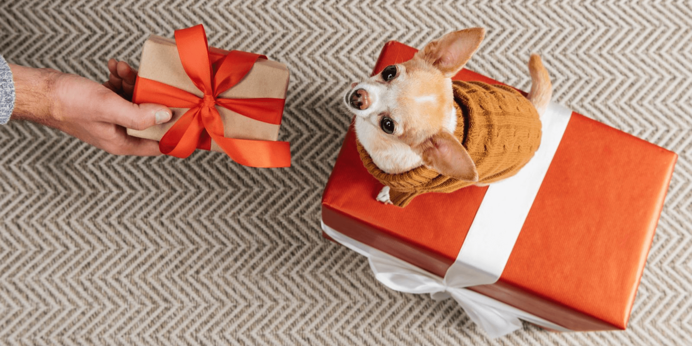 Gifts Your Pet Can Actually Use!