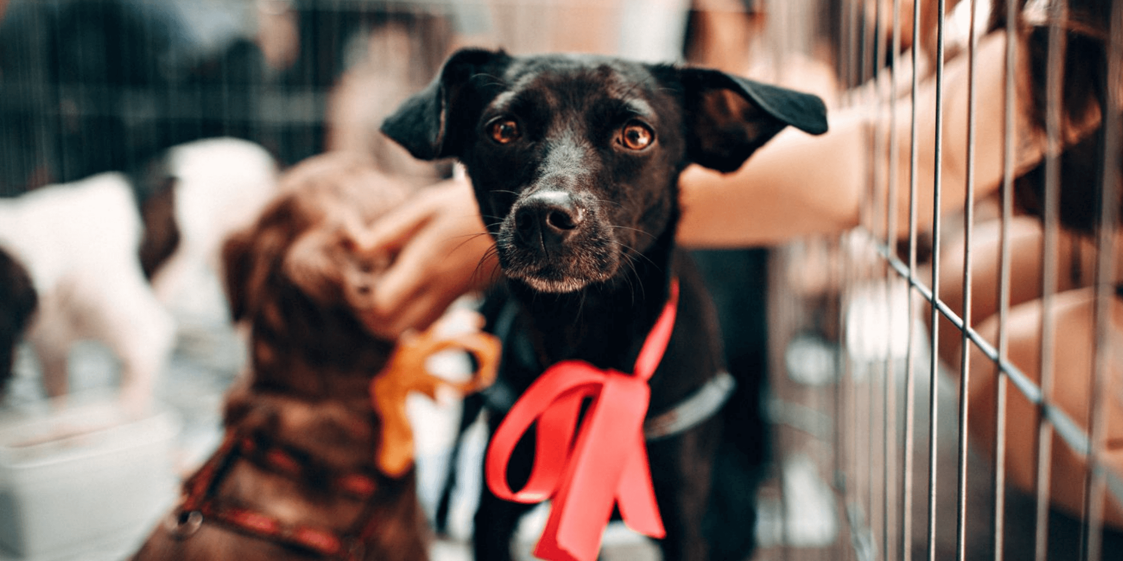 Annie's Army apoya los rescates con exámenes gratuitos para mascotas recién adoptadas en Essentials PetCare