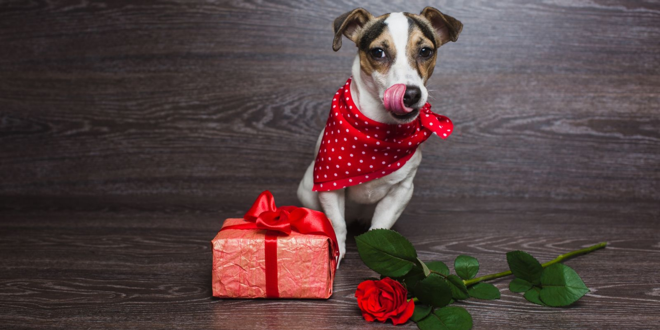 ¡Viste a tu mascota para el día de San Valentín con un cómodo pañuelo sin  costuras!