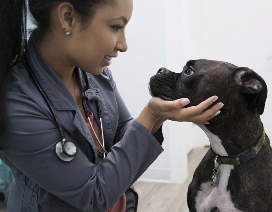 Affordable Veterinary Clinic | Essentials PetCare | Located in Walmart