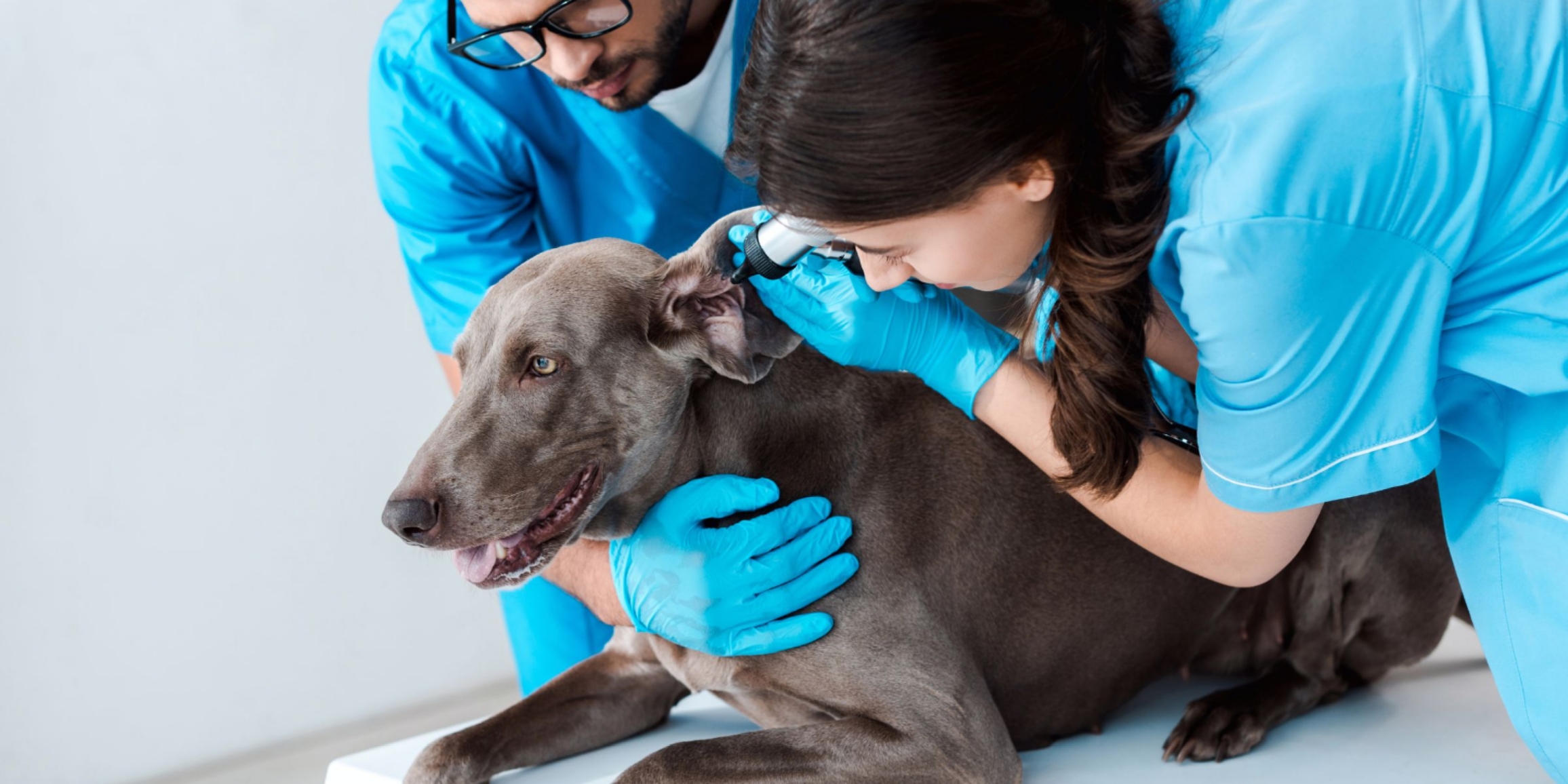 Clínica veterinaria abriendo puertas en Plano Walmart con visitas sin contacto