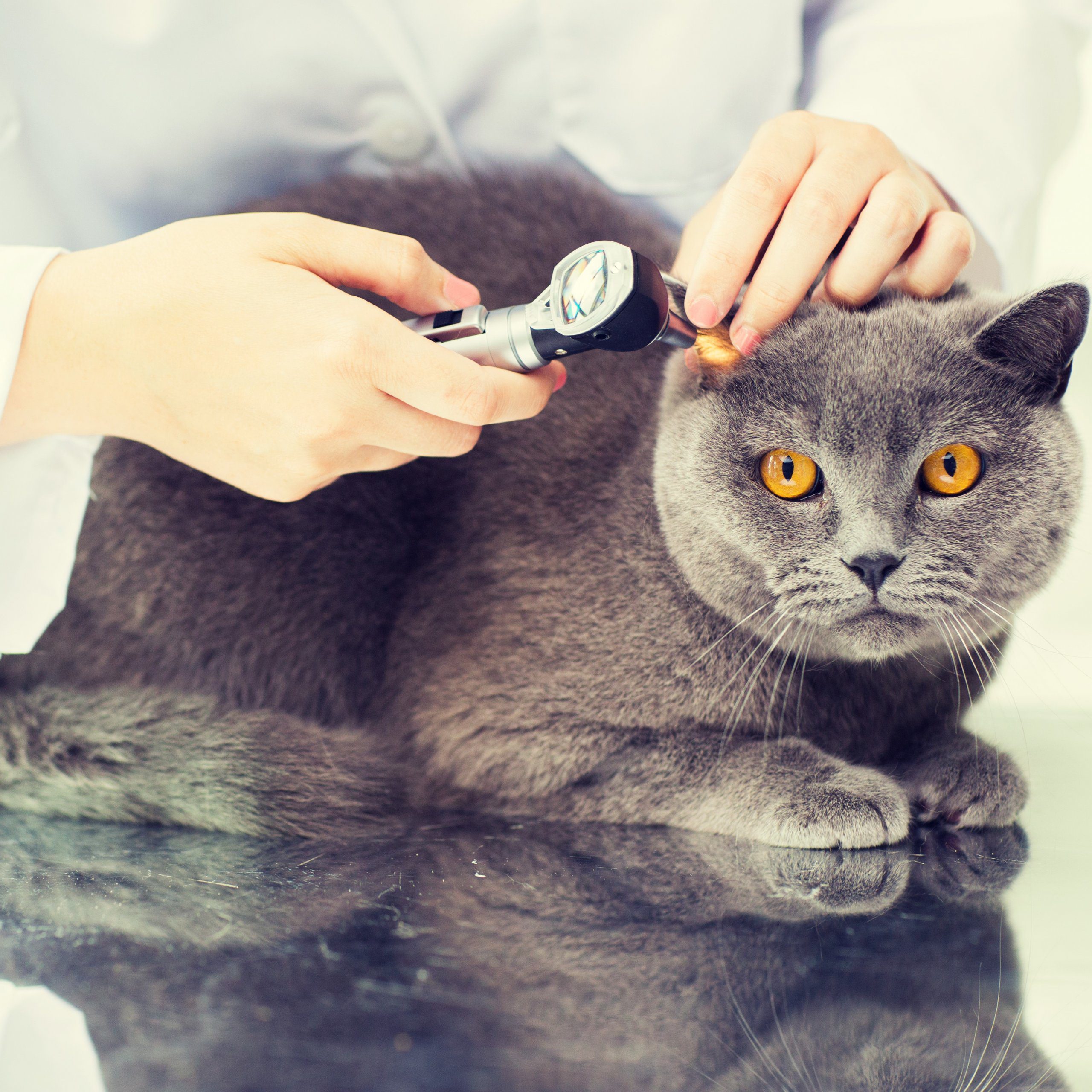 Ear Infection in Dogs & Cats