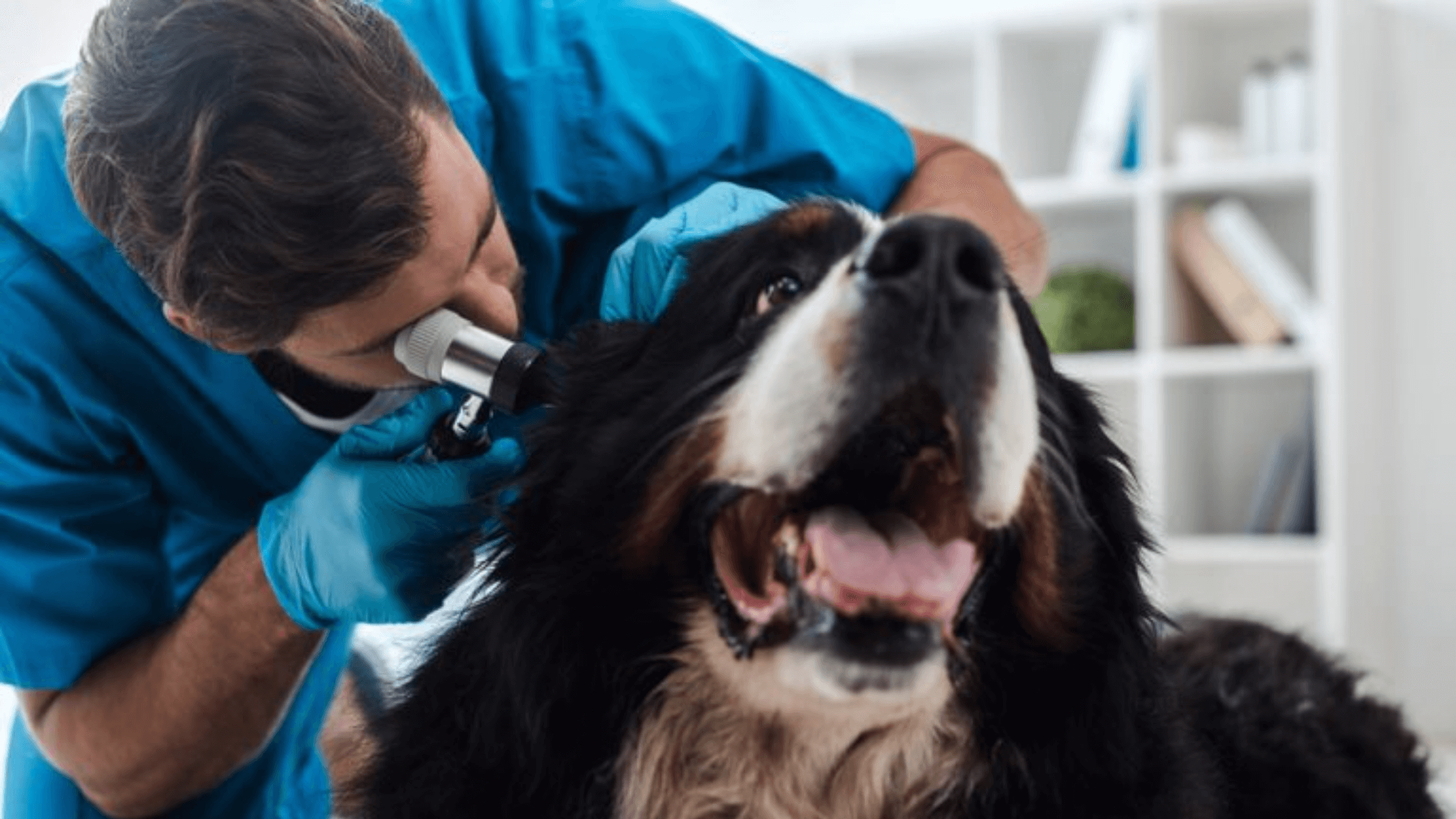Veterinary clinic opening doors in Marietta Walmart with contact-free visits