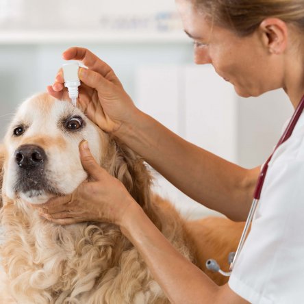 Infecciones oculares en perros y gatos