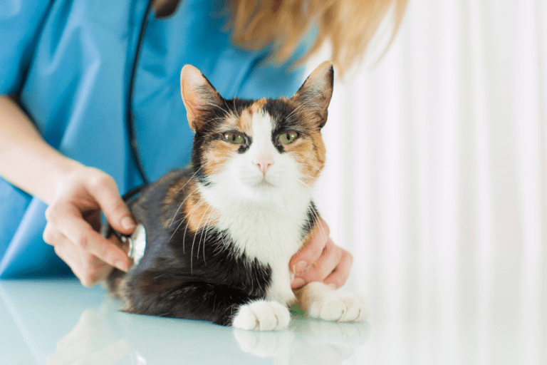How Much Do Cat Vaccinations Cost At Petco How Much Does It Cost to Vaccinate a Cat? Low Cost Cat Vaccinations