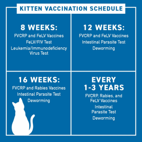 How Much Does It Cost to Vaccinate a Cat? Low Cost Cat Vaccinations