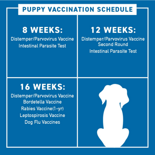 how long after 2nd vaccination can puppy