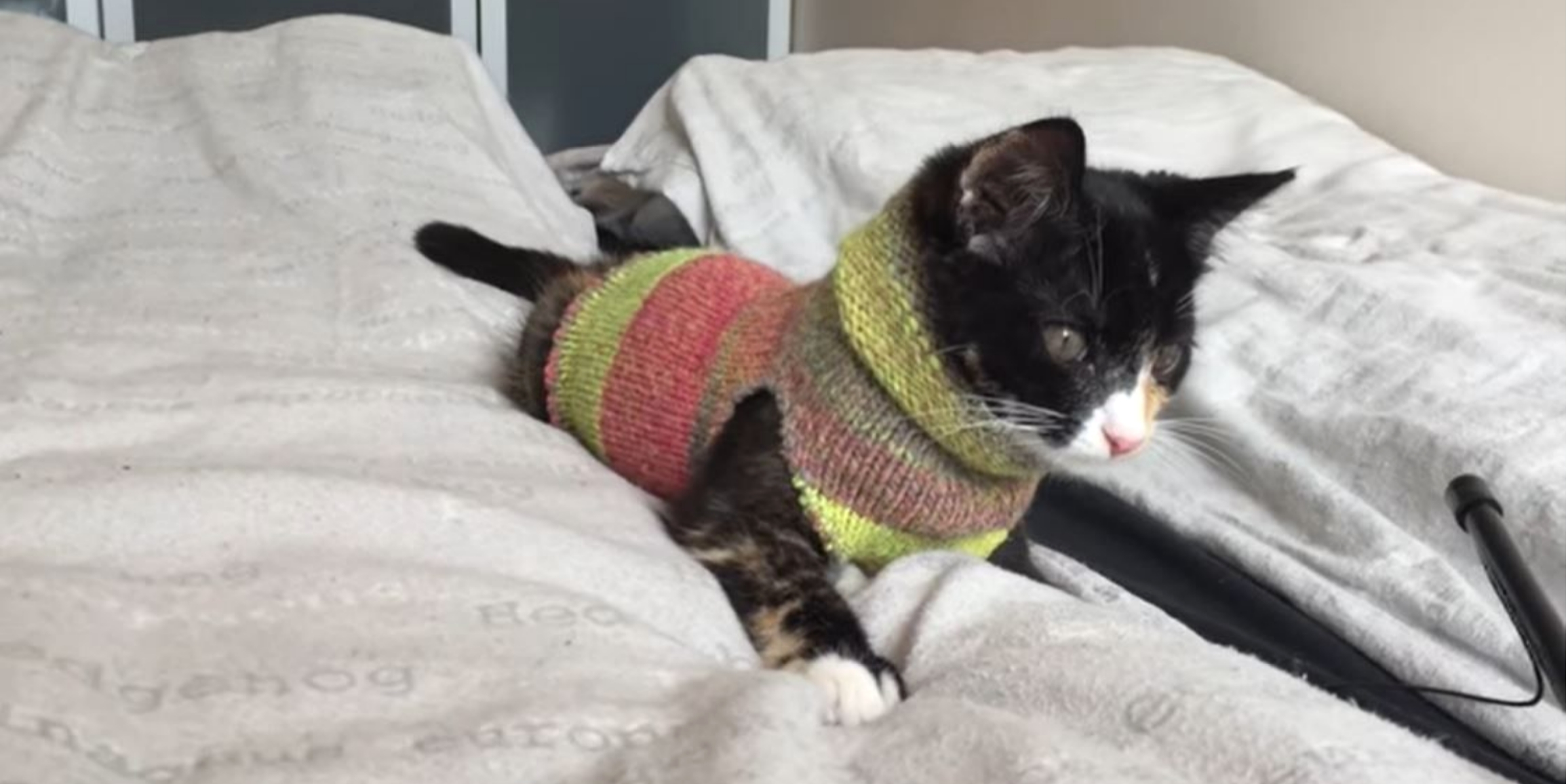 ¡Suéteres caseros para mascotas a tiempo para las vacaciones!