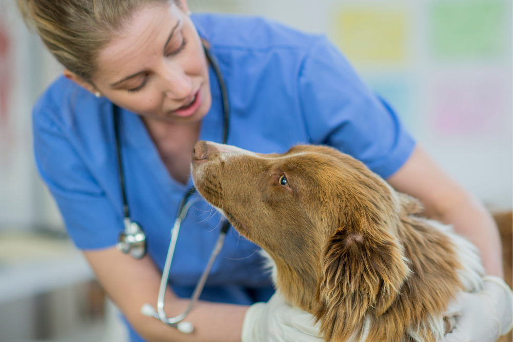 What You Need to Know about Anal Gland Expression in Dogs