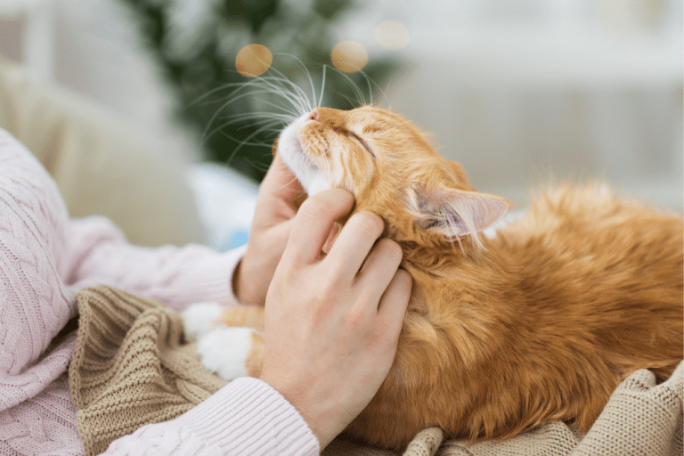 how-much-does-a-feline-leukemia-test-cost