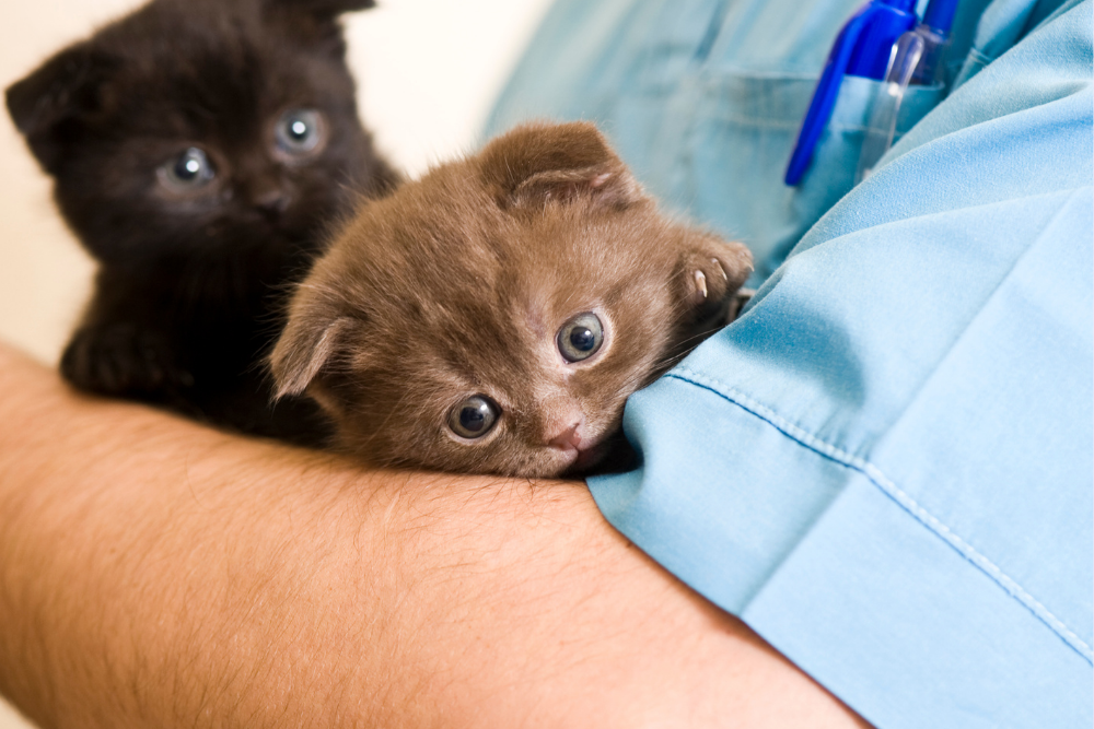 Kittens waiting for a feline leukemia test