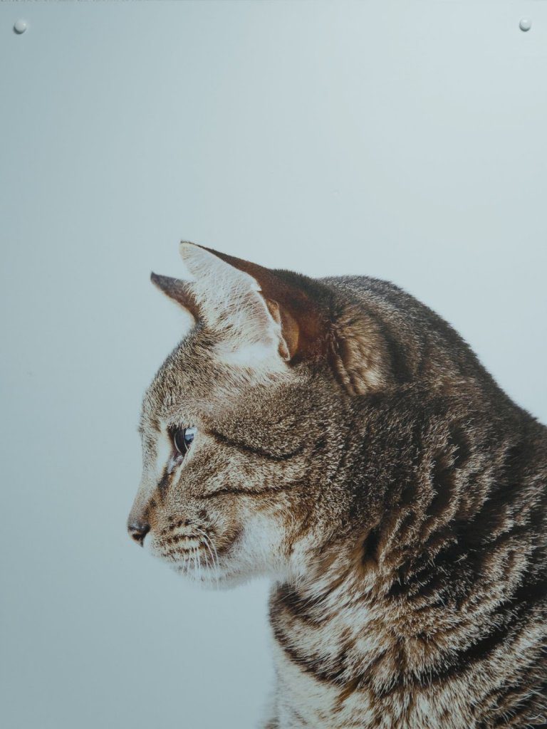 How Much Does a Feline Leukemia Test Cost?