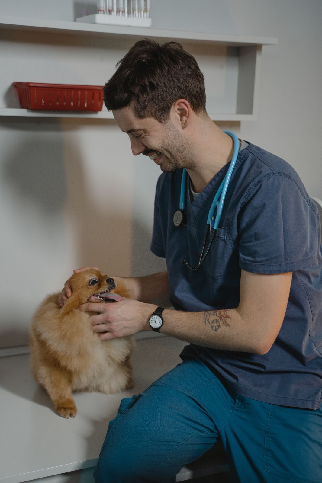 perro en el veterinario para problemas de glándulas anales