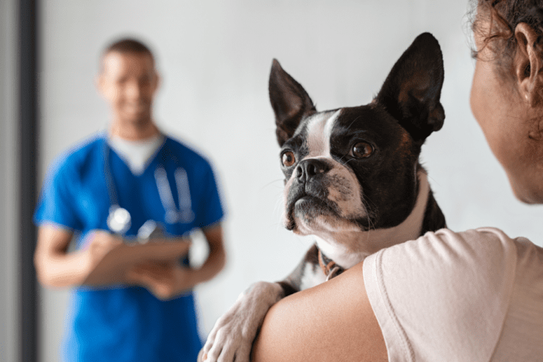 why-dogs-need-the-bordetella-vaccine