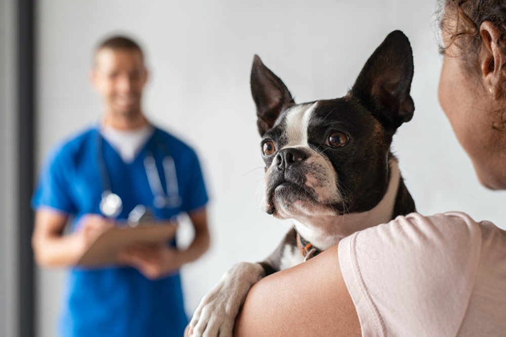 ¿Por qué los perros necesitan la vacuna Bordetella?