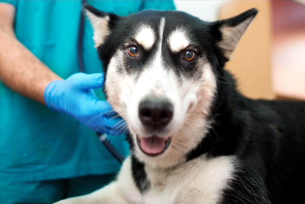 ¿Qué vacunas necesitan los perros anualmente?