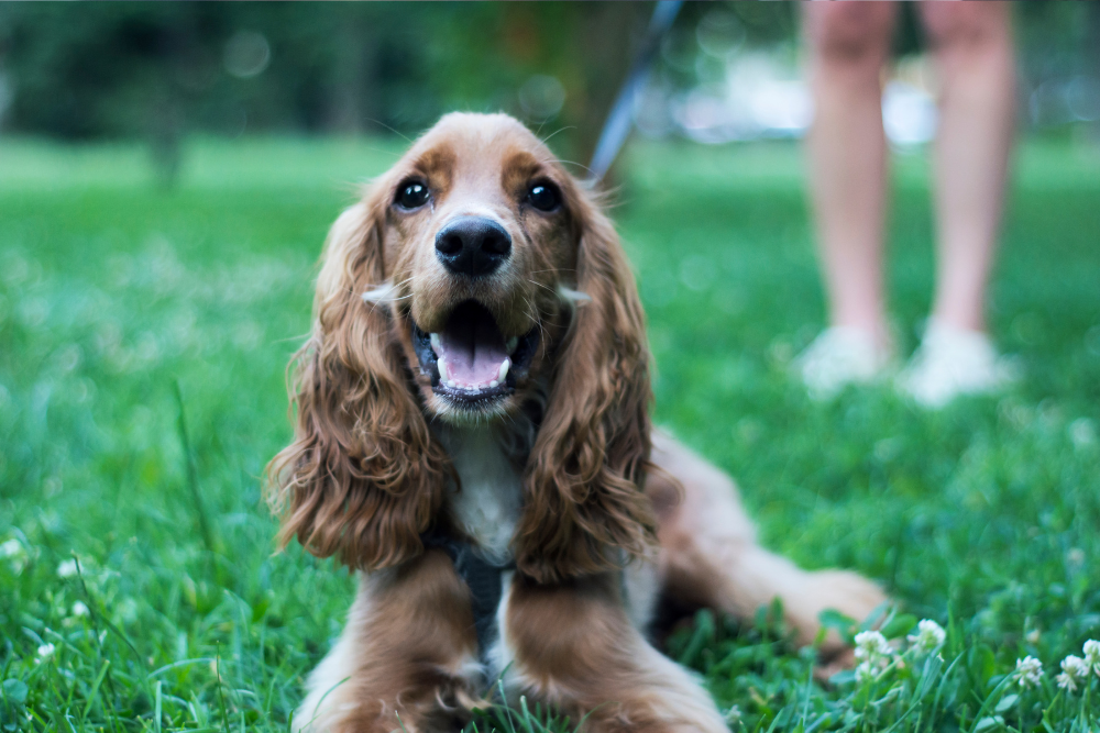 how do you test a dog for heartworm