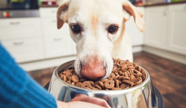 Dietas recetadas: ¿podría beneficiarse su mascota?