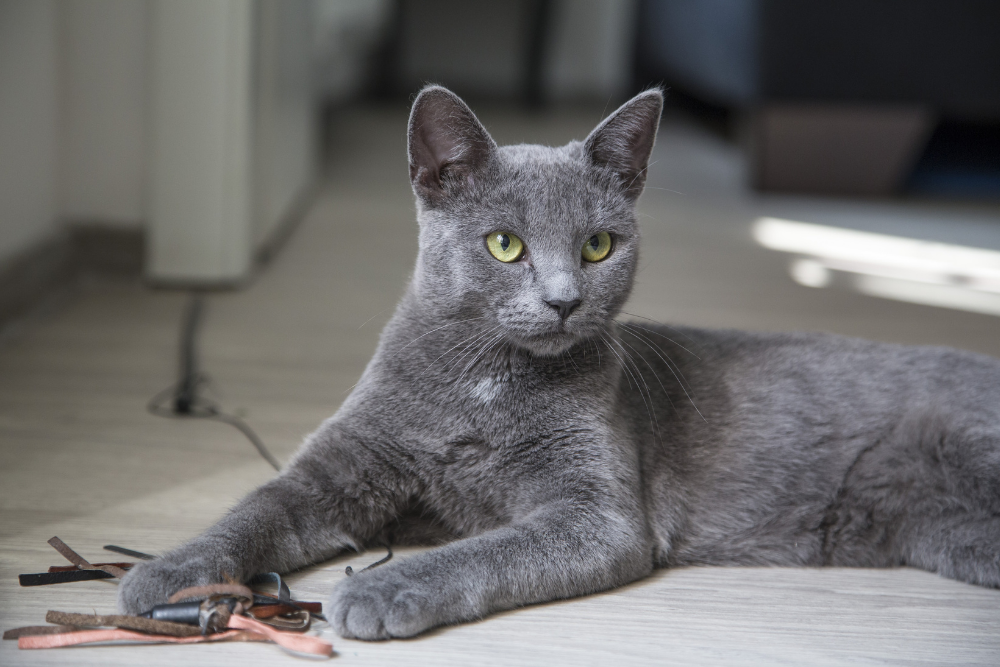 Should You Worry About <br> Heartworms in Cats?